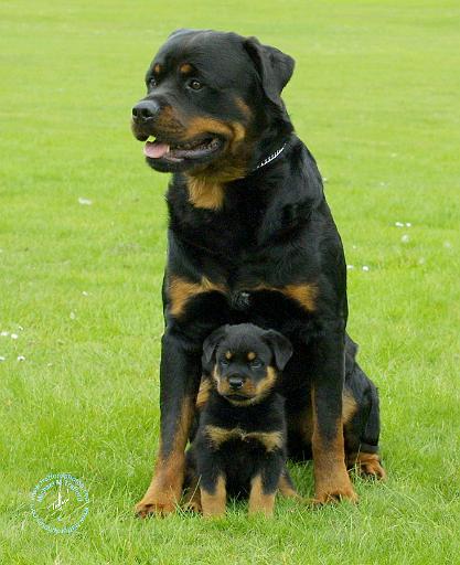 Rottweiler 9W025D-094.JPG